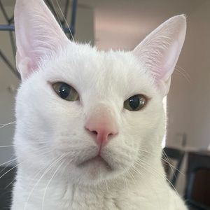 Meet your Posher, Elsa